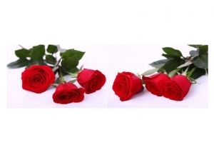 Кухонный фартук-Цветы(Красные розы) - Оптовый поставщик комплектующих «Премиум Стекло»