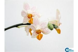 Кухонный фартук Орхидеи 20 - Оптовый поставщик комплектующих «Первый Стекольный магазин»