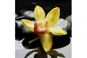Купон Orchideya Yelow 2 - Оптовый поставщик комплектующих «Павлин»