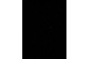 Пленка ПВХ Черный глянец перламутр - Оптовый поставщик комплектующих «АртВинил С»