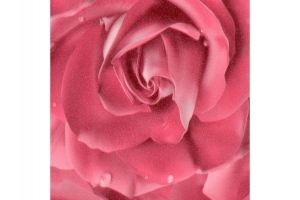 Фасад Пленка ПВХ Фантазийная глянцевая, Роза розовая HTY 67A681