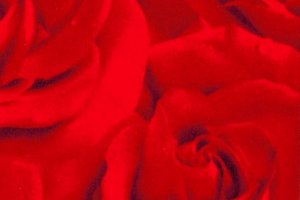 Пленка ПВХ Фантазийный декор Роза Алая - Оптовый поставщик комплектующих «KomplektTechnology»