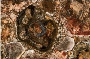 Столешница кварцевый камень Окаменелое дерево - Оптовый поставщик комплектующих «Кварц Стоун»